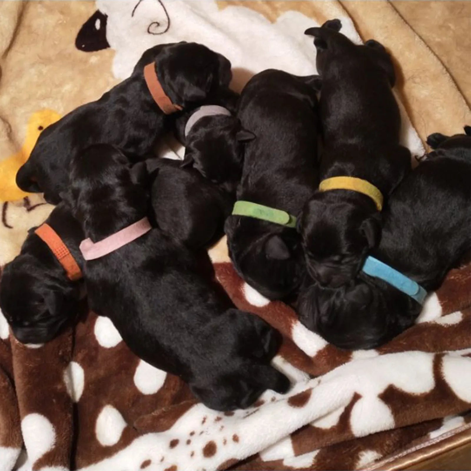 12 pack puppy/kitten collar set