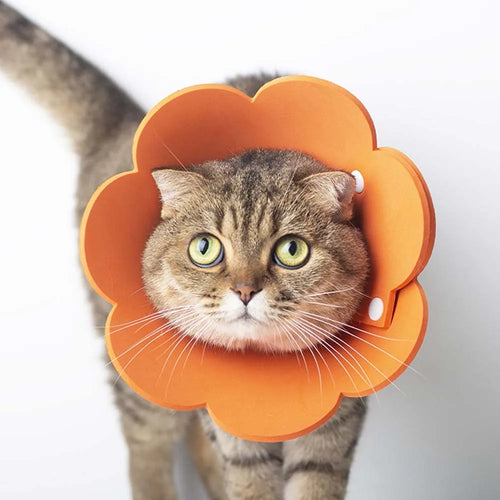 Cute Pet Protective Collars