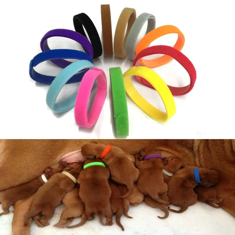 12 pack puppy/kitten collar set