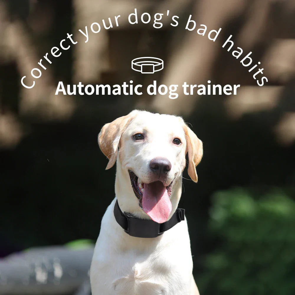 Dog Training Collars